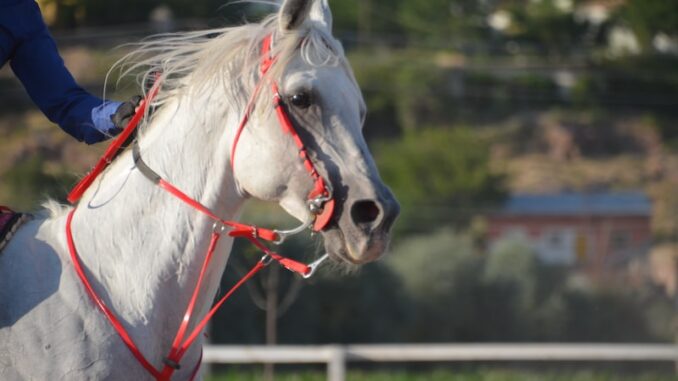 uploaded-image-goksunun-spor-ve-rekreasyon-merkezleri-1697209227899
